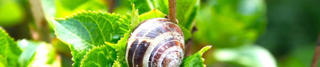 Template_Header (10).jpg 2