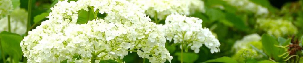 Template_Header (10).jpg 3