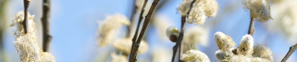 Template_Header (10).jpg 4