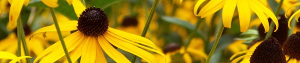 4. Gele zonnehoed header