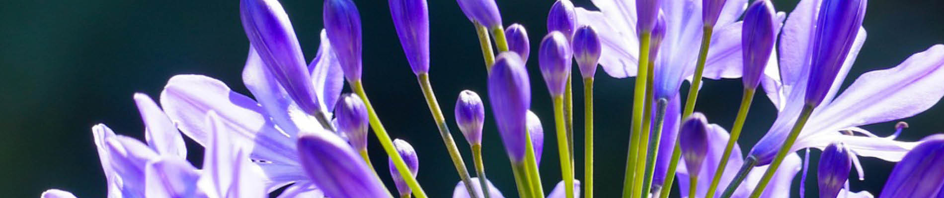 Website tuintips Template_Header (4)
