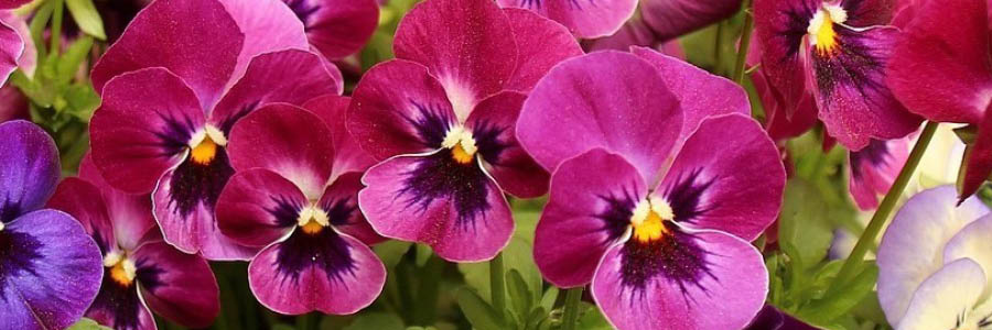 Website tuintips Template_Inner 3