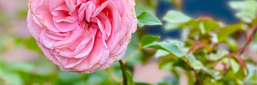 Website tuintips Template_Inner 4