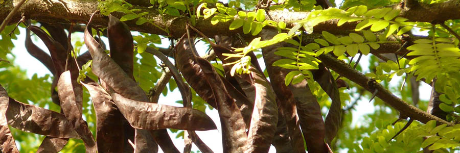 1. Wisteria peulen inner