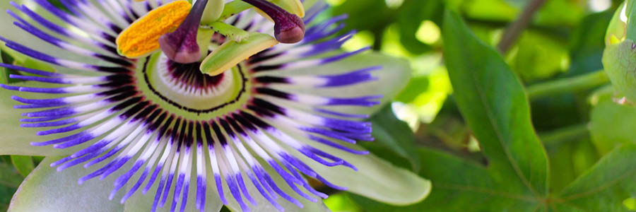 2. passieflora _Inner (2