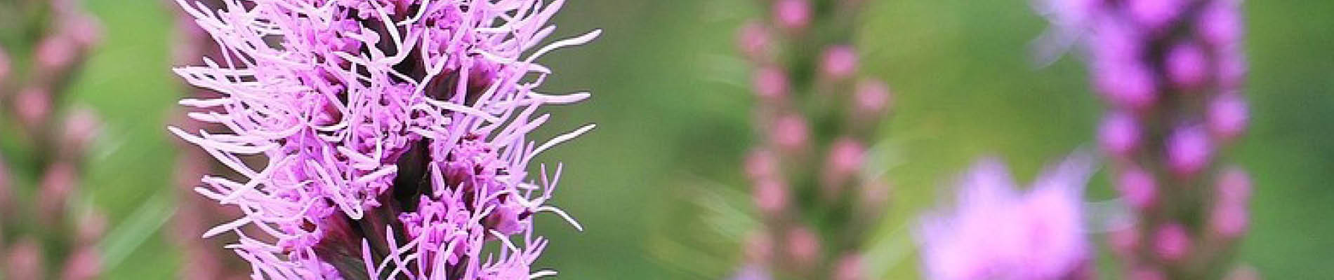 3 Liatris Header (3)