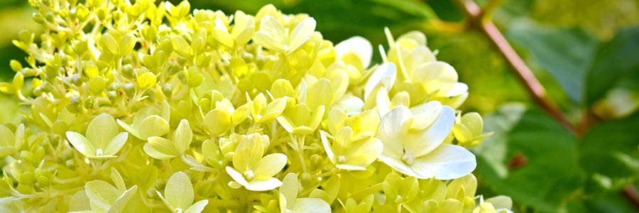 3. Pluimhortensia inner