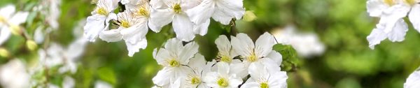 3. Witte clematis header