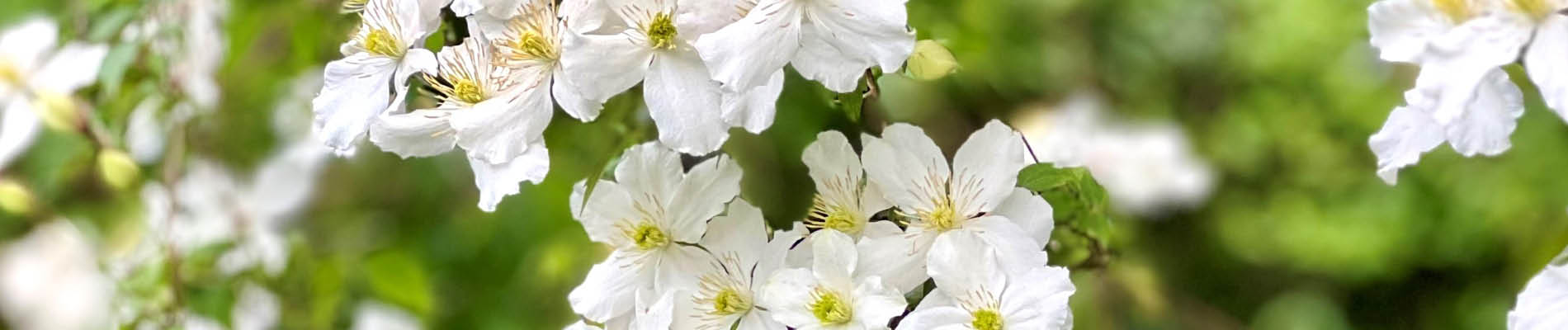 3. Witte clematis header