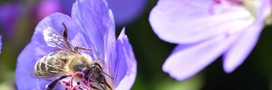 4. Geranium rozanne inner