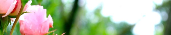 Header 2 rozen
