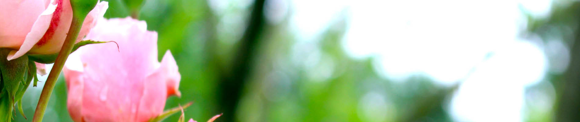 Header 2 rozen