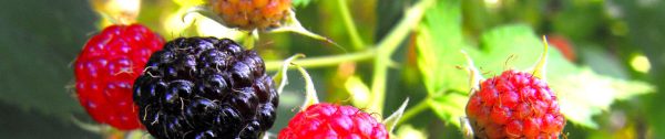 Header 3 fruit bramen