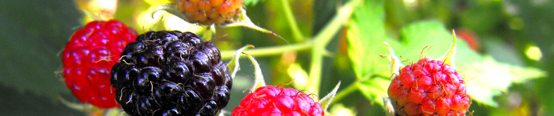 Header 3 fruit bramen