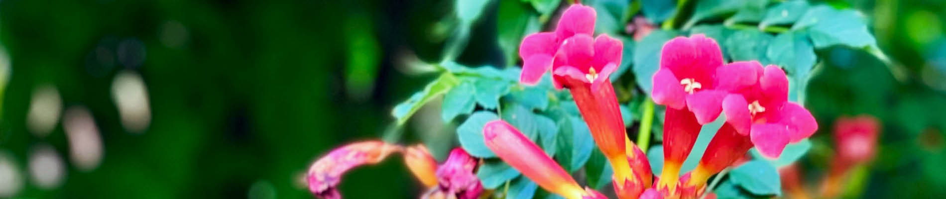 Header 4 trompetklimmer