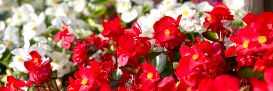 Inner 1 begonia
