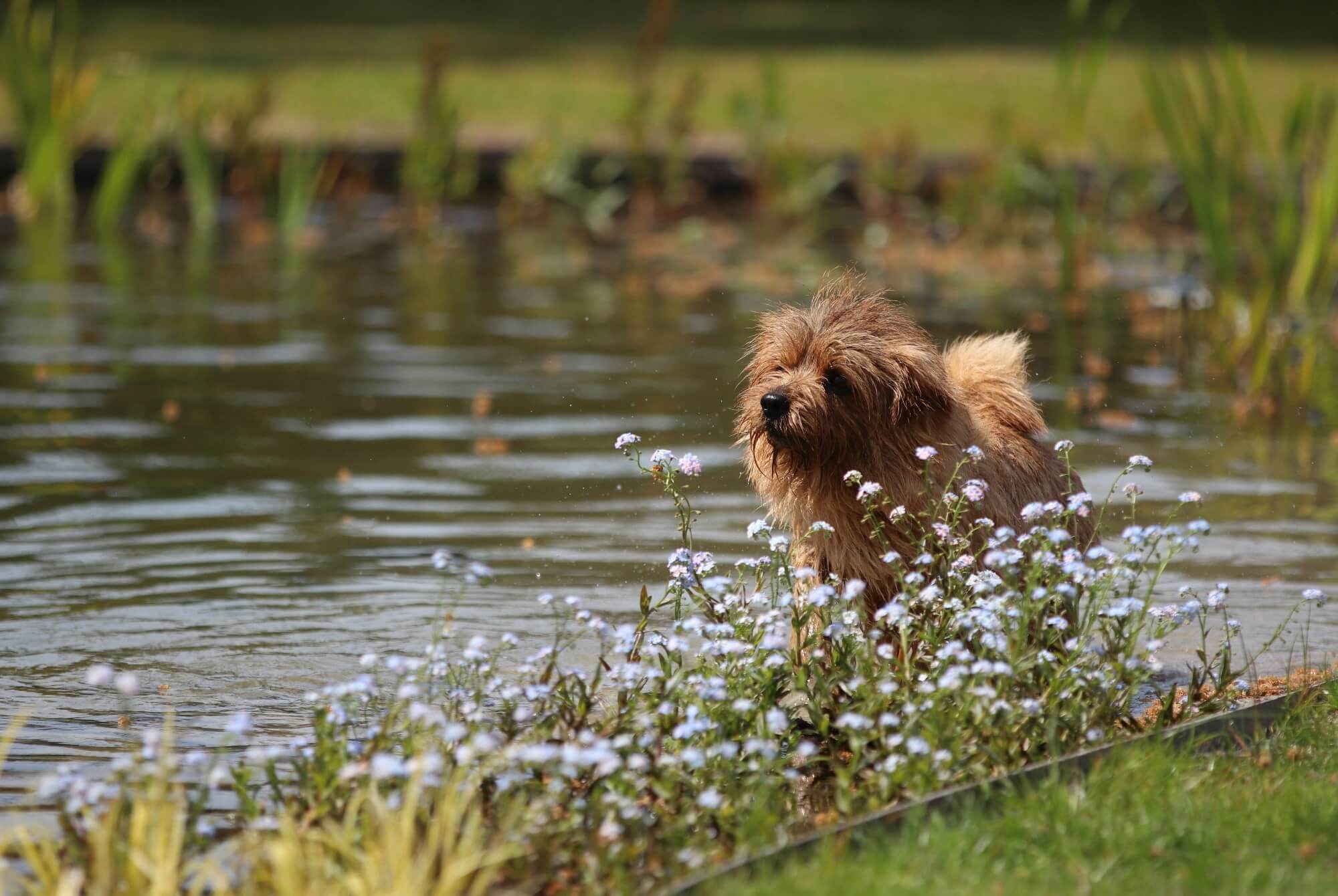 Natuurlijke zwemvijver in Elspeet aanleg