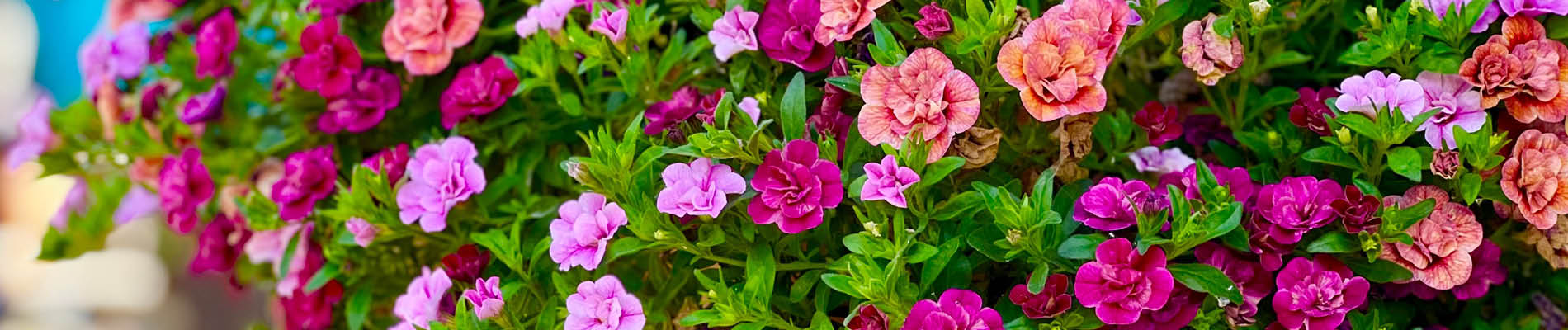 header 1 pot giethoorn