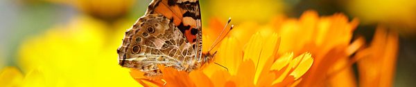 header 3 goudsbloem met vlinder