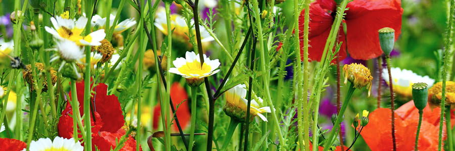 inner 1 wild bloemenmengsel
