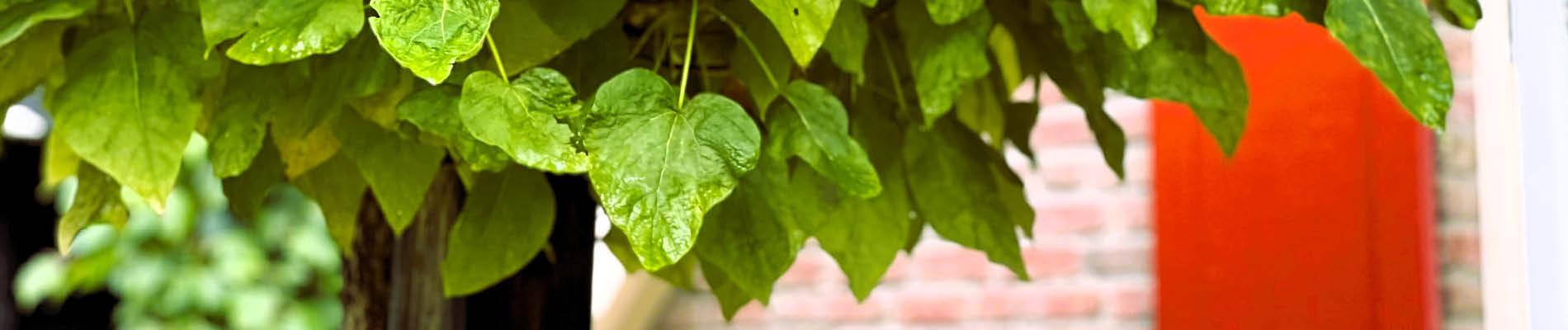 1a. Header bomen snoeien catalpa