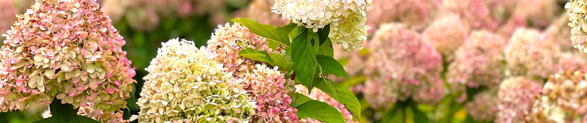 2. Header pluimhortensia