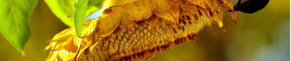 4. Header zonnebloemen