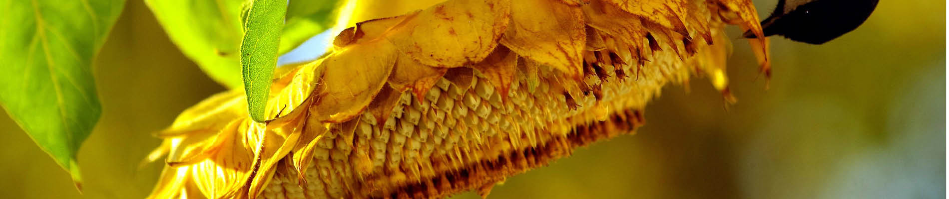 4. Header zonnebloemen